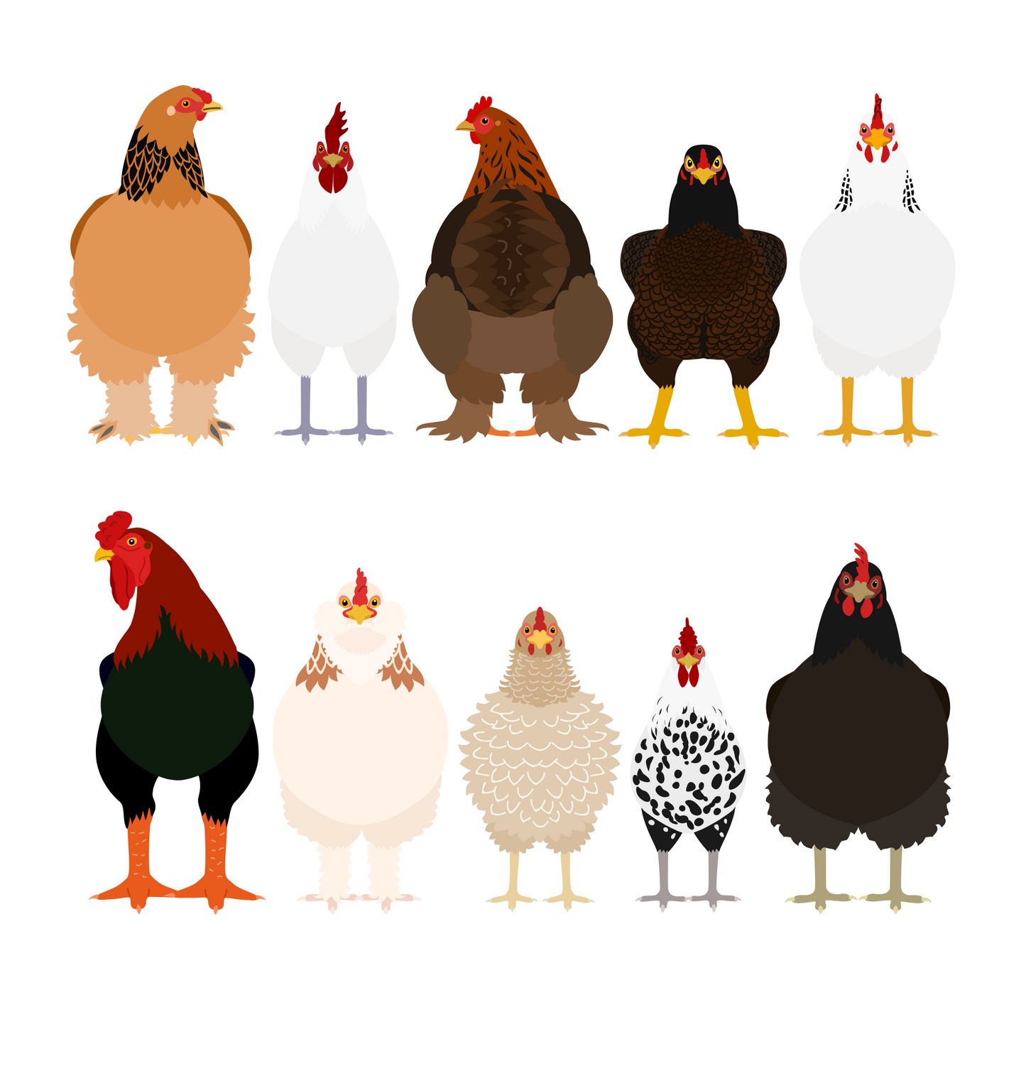 Many Chicken Breeds  DTF Transfer Print Ready To Press