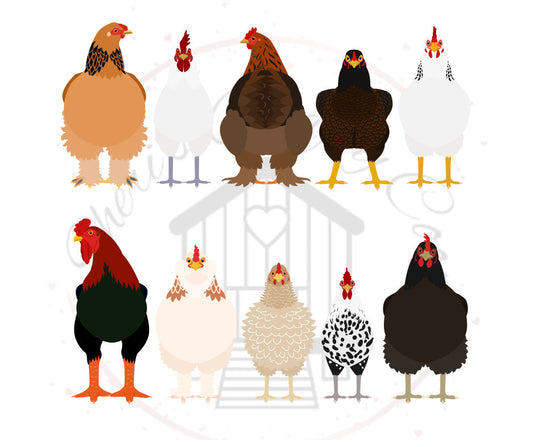 Many Chicken Breeds DTF Transfer Print (Only) Ready To Press